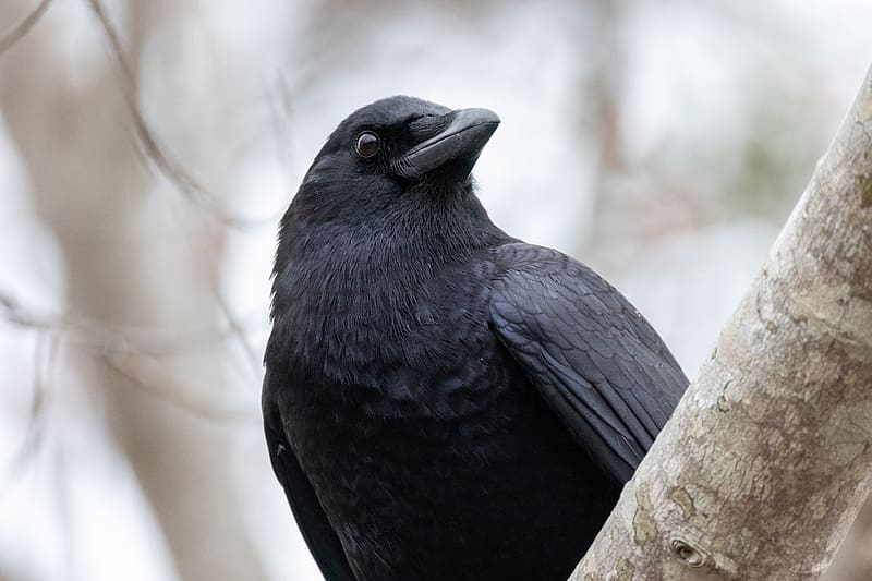 raven, bird, beak, wildlife, black, HD wallpaper