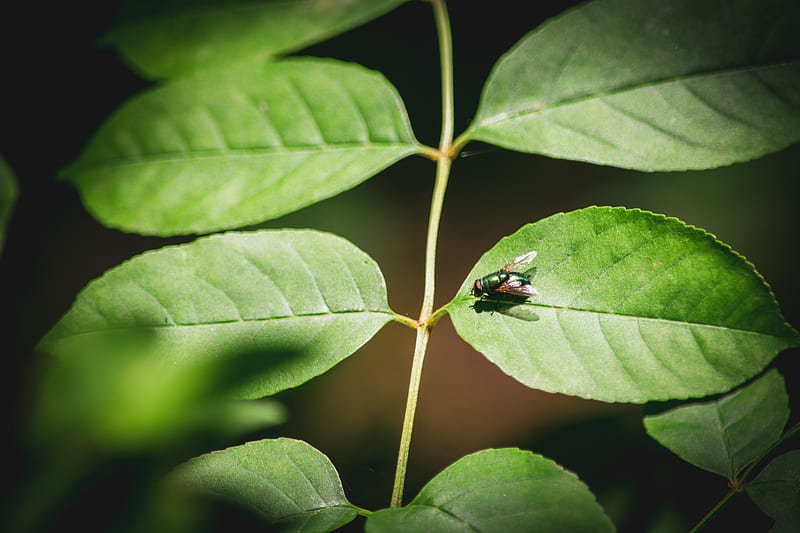 green and black bug on green leaf, HD wallpaper