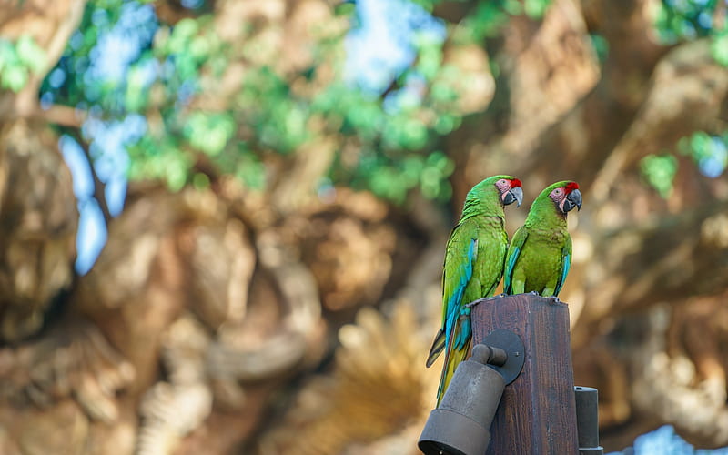 Great green macaw parrot, green beautiful birds, green parrots, HD wallpaper