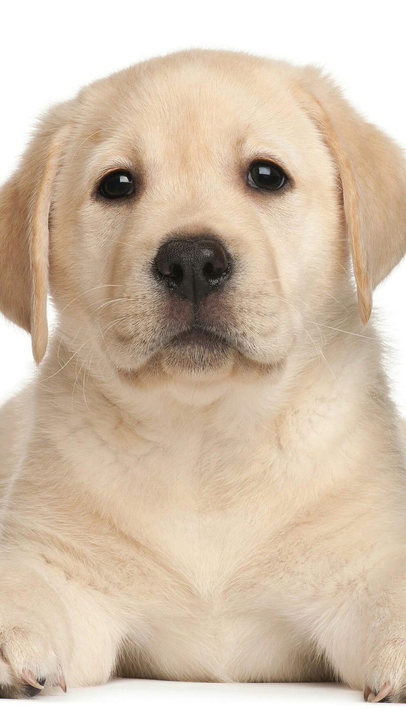 Labradoor, dog, icio, HD phone wallpaper | Peakpx