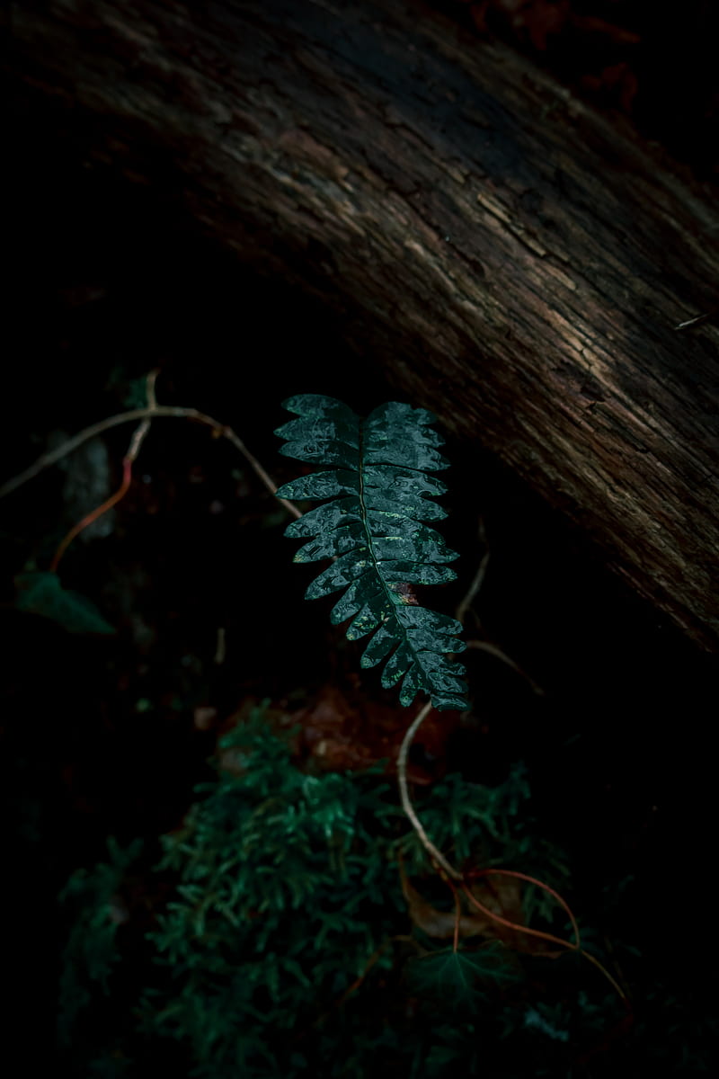 fern, leaves, green, plant, dark, HD phone wallpaper