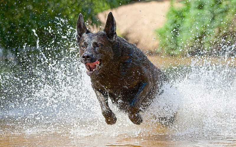 Dutch Shepherd Dog, black dog, running, river, dog breeds, herding dog, HD wallpaper