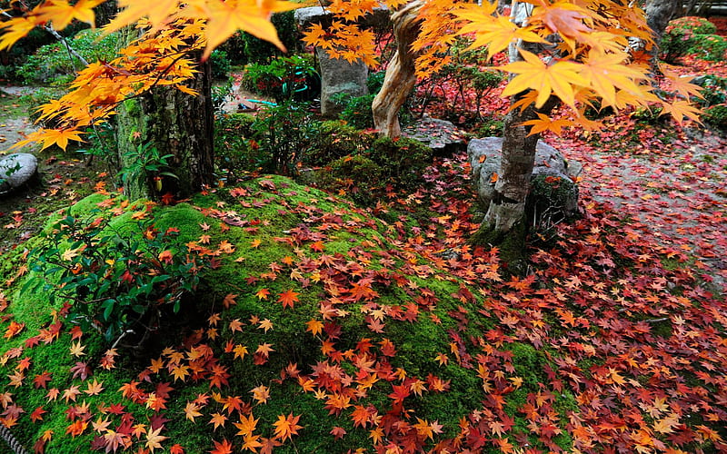 Everywhere Maple Leaf-Enkoji Temple Autumn, HD wallpaper
