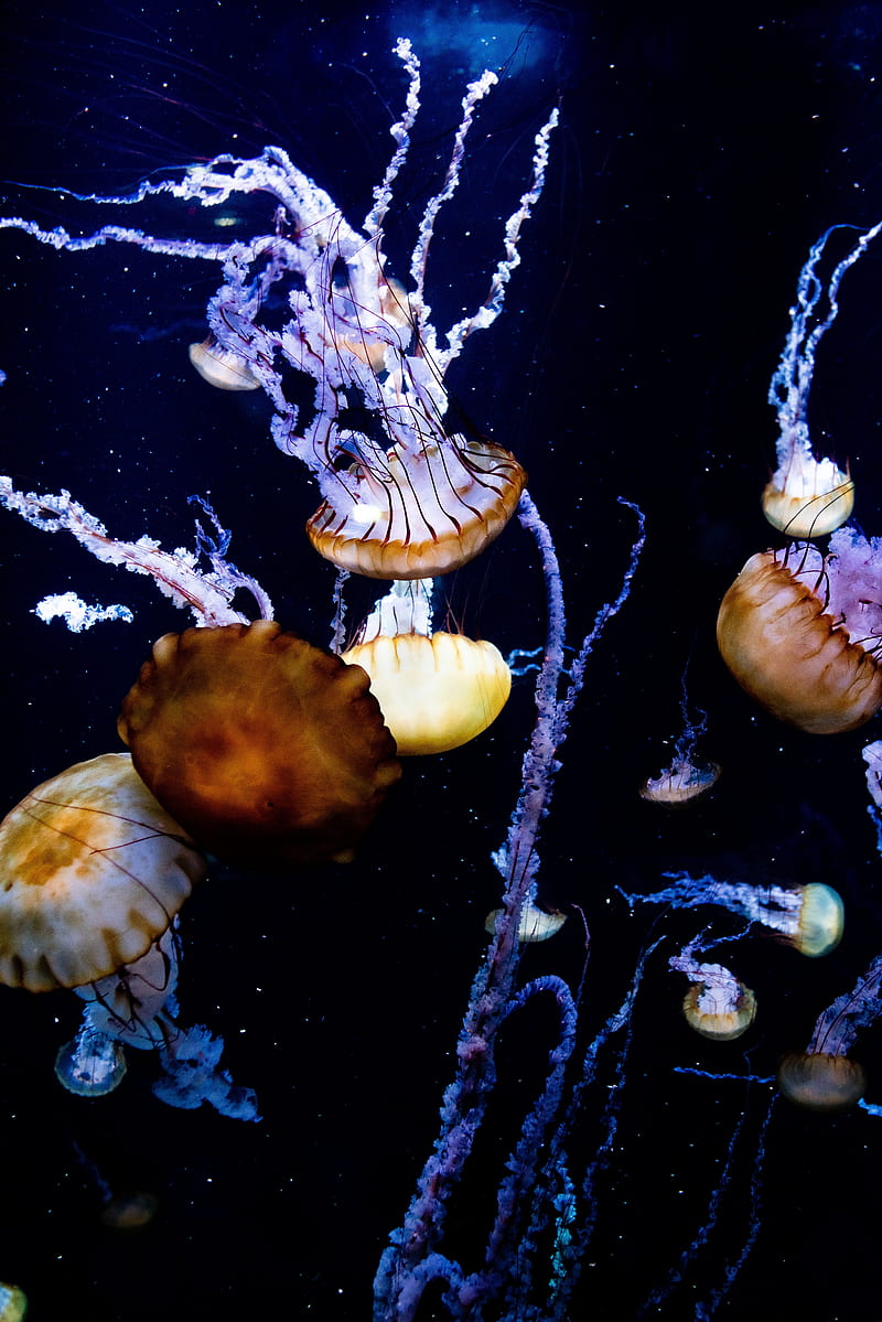 jellyfish, tentacles, creatures, sea, underwater, HD phone wallpaper