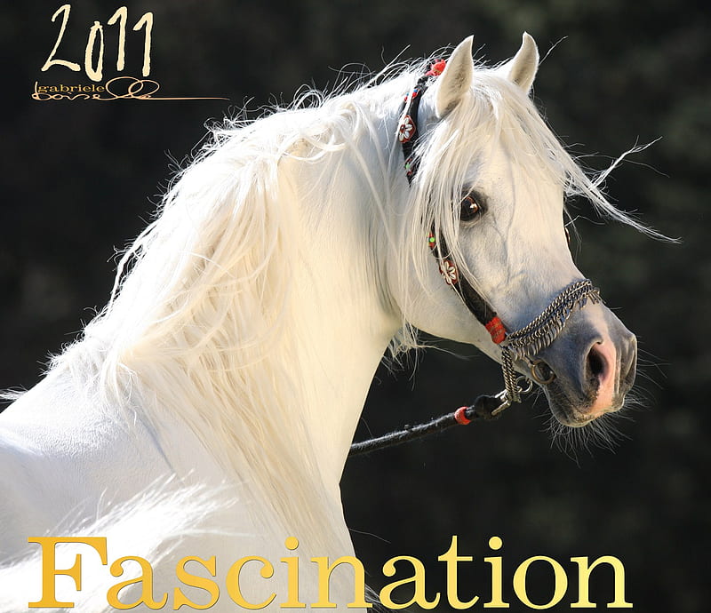 Arabian Fascination, close up, white, horses, arabian, HD wallpaper