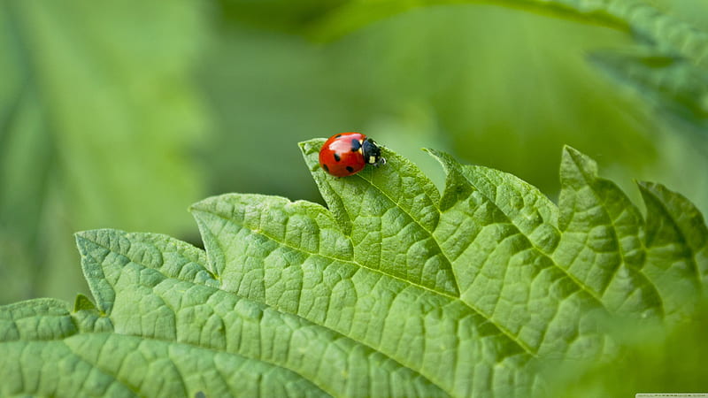 small ladybug, insect, ladybug, grenn, leaf, HD wallpaper
