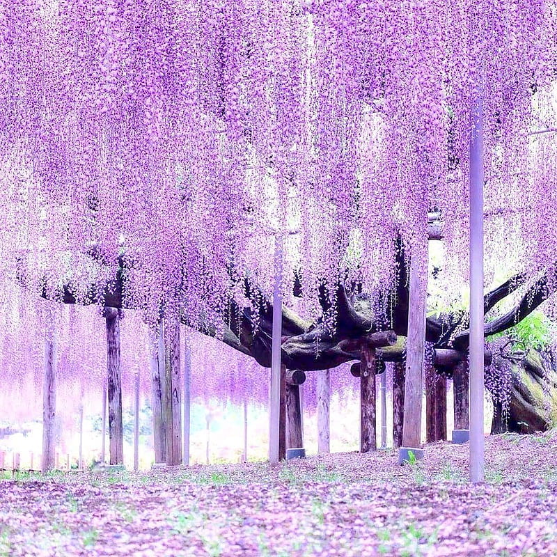 Wisteria hysteria <3 Japanese wisteria flower designs can be found on many kimono. Since ancient times in. Spring , Beautiful flowers, Beautiful nature, 1080X1080 Japanese, HD phone wallpaper