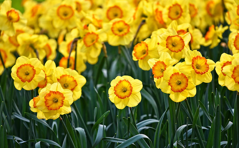 Yellow Daffodils Flowers, Outdoors, Spring Ultra, Seasons, Spring, Yellow, Flowers, Plant, botany, Daffodil, flora, Narcissus, perennial, HD wallpaper