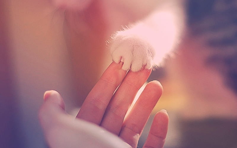 Together, Paw, Cats, Human, White, Hand, Animals, HD wallpaper