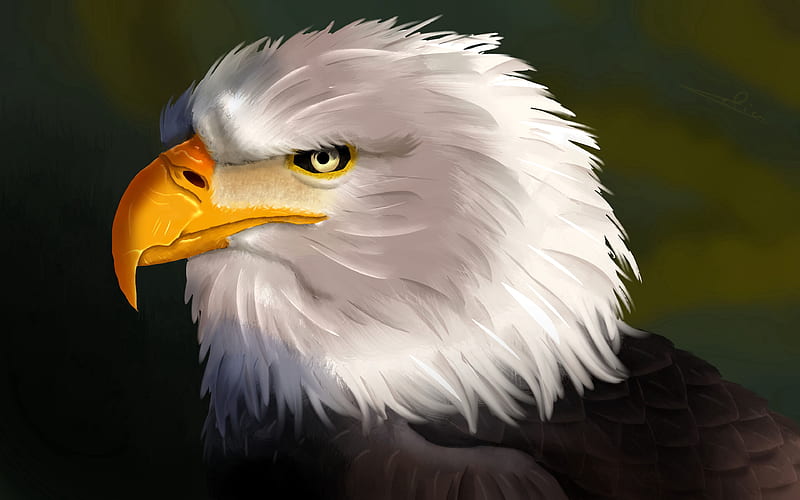 eagle, bird, head, white, art, HD wallpaper