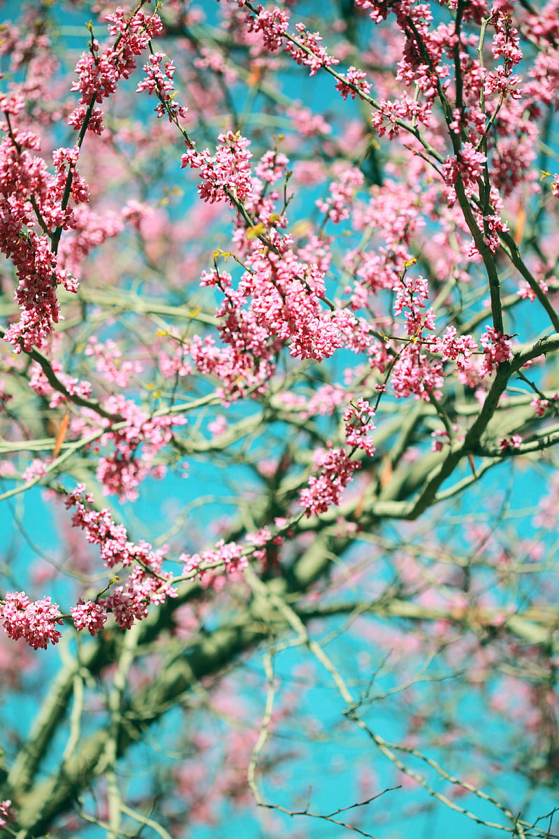 flowers, pink, branches, tree, bloom, spring, HD phone wallpaper