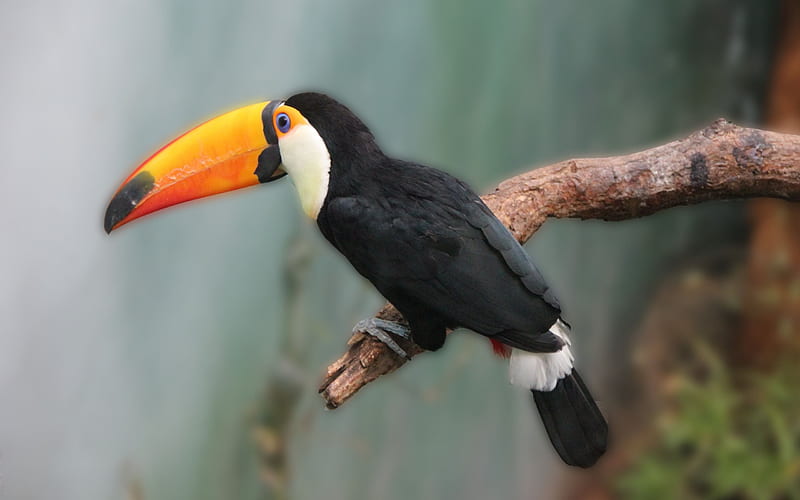 toucan, tropical bird, rainforest, birds, HD wallpaper