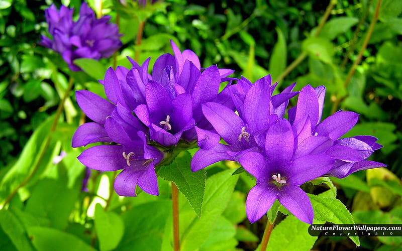 Beautiful Campanula, flower, bonito, green, blue, HD wallpaper