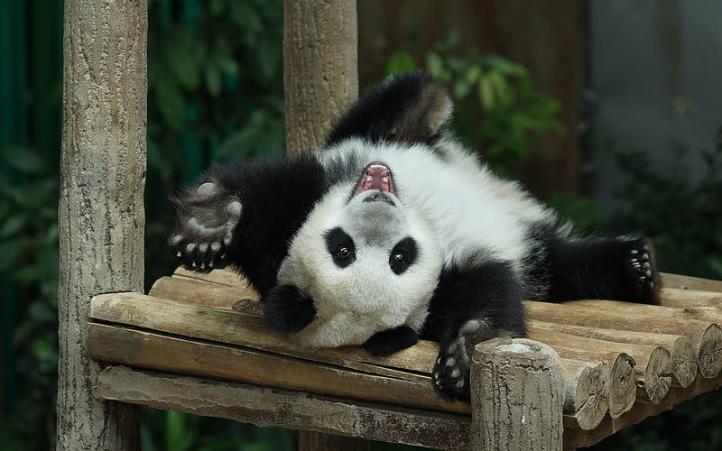 small panda, cub, cute animals, zoo park, Ailuropoda melanoleuca, lying panda, funny animals, panda, HD wallpaper