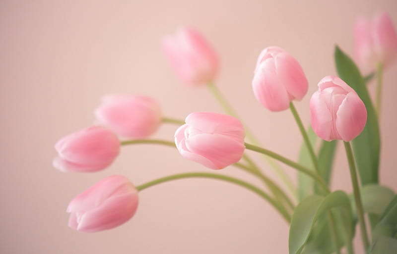 Tulips, pink tulips, flowers, nature, tulip, HD wallpaper | Peakpx