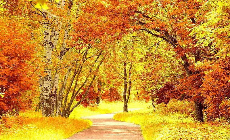 Autumn, bonito, Path, Orange, HD wallpaper | Peakpx