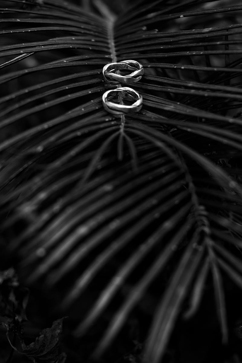 rings, branch, palm tree, bw, HD phone wallpaper