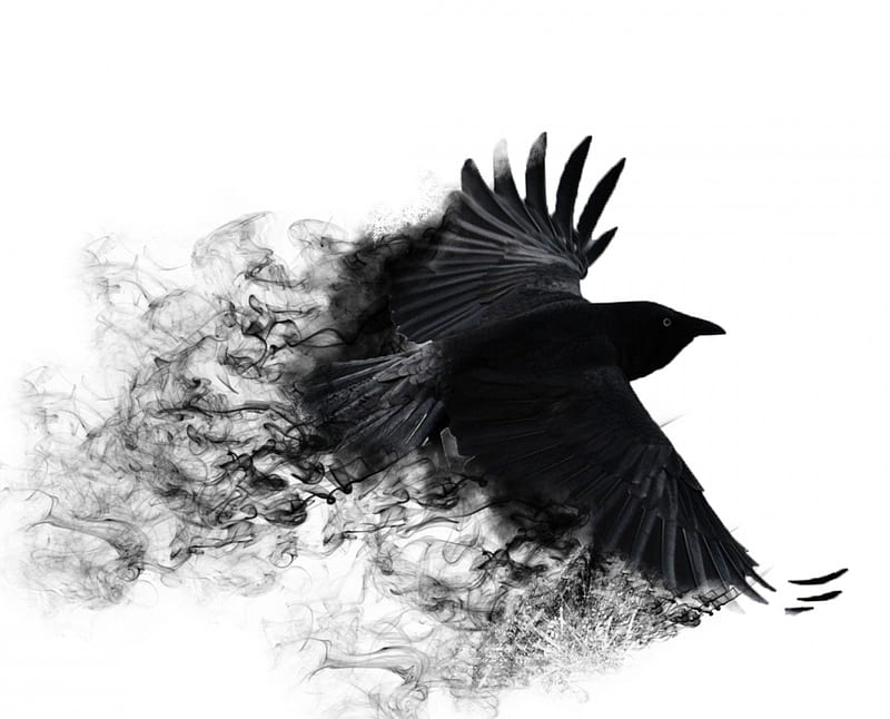 Crow Wings, birds, ravens, HD wallpaper