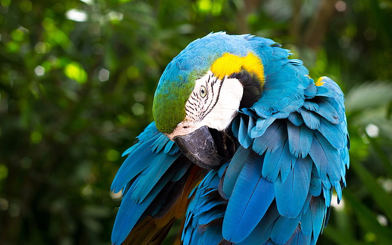 Macaw, jungle, close-up, parrots, exotic birds, colorful parrots, Ara, HD wallpaper