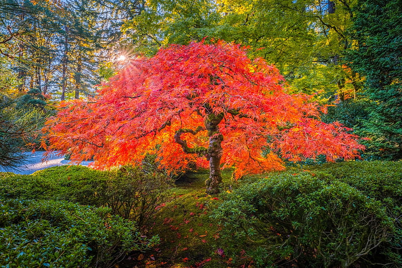 Japanese Maple Tree at Sunrise, nature, maple, tree, autumn, usa, sunrise, HD wallpaper