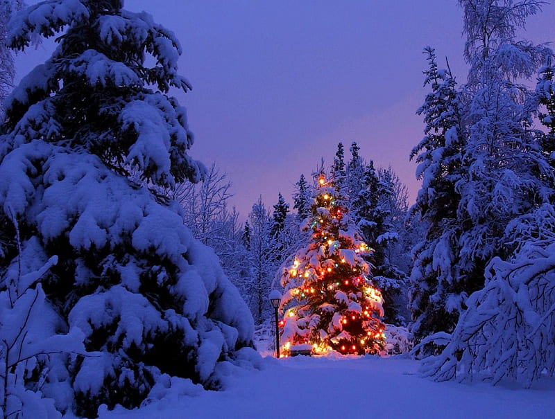 ღ.Splendidly of Christmas Tree.ღ, pretty, silent, displays, dusk, adorable, greeting, ribbons, bows, xmas, sweet, sparkle, splendor, lovely, quiet, christmas, light bulb, white trees, new year, trees, winter, electric lights, happy, cute, cool, balls, snow, ornaments, festival, colorful, glow, holidays, shine, bonito, twilight, seasons, frosty, graphy, merry, party time, decorations, night, forest, amazing, colors, christmas trees, brilliantly, splendidly of christmas tree, snowflakes, travels, peaceful, frozen, outdoor, HD wallpaper