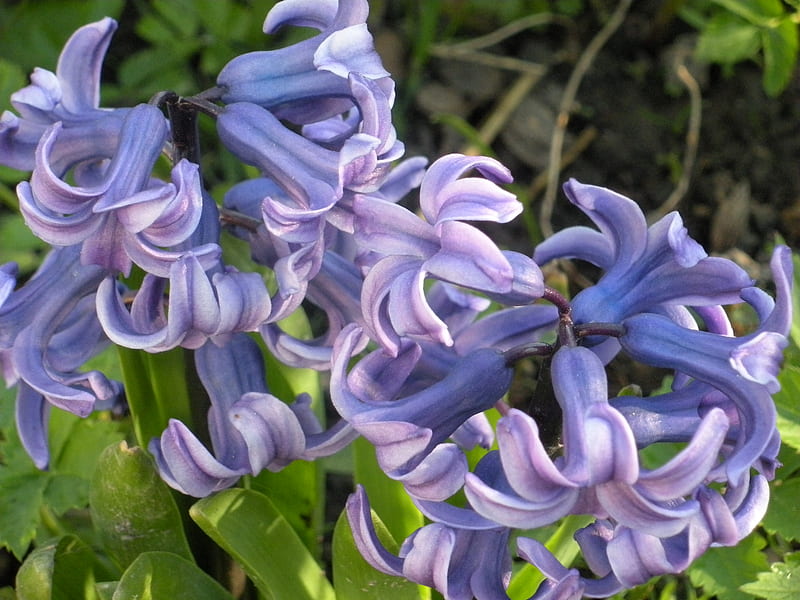 Jacinto, flores, naturaleza, primavera, Fondo de pantalla HD | Peakpx