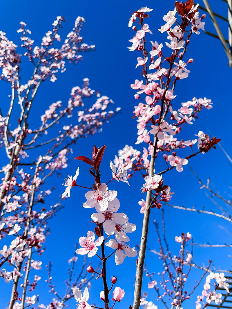 Flor de cerezo, cerezo, flores, ramas, rosa, primavera, Fondo de pantalla  de teléfono HD | Peakpx