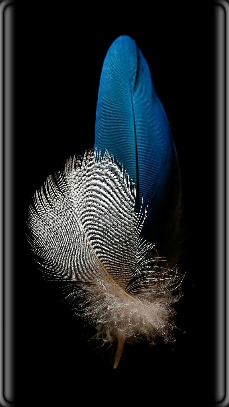 curved edges, abstract, background, desenho, feather, HD phone wallpaper
