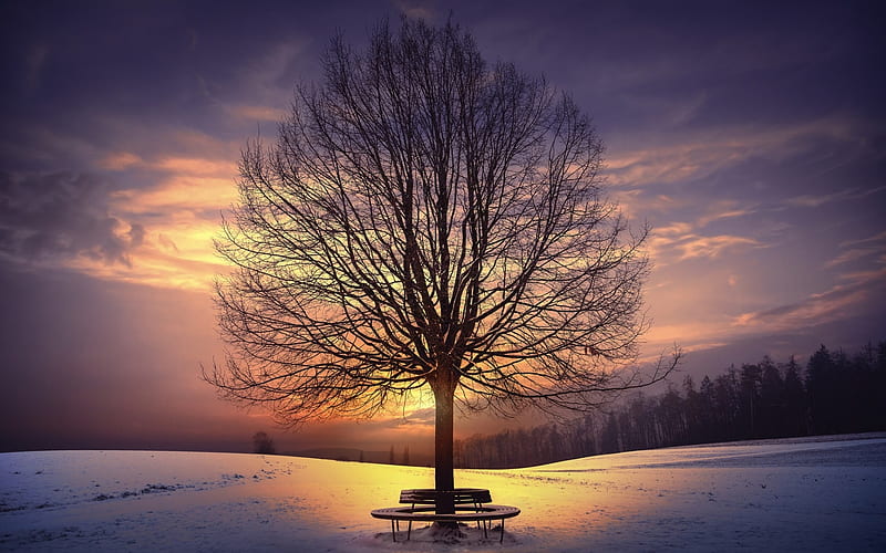 Lonely Sunset Tree, HD wallpaper