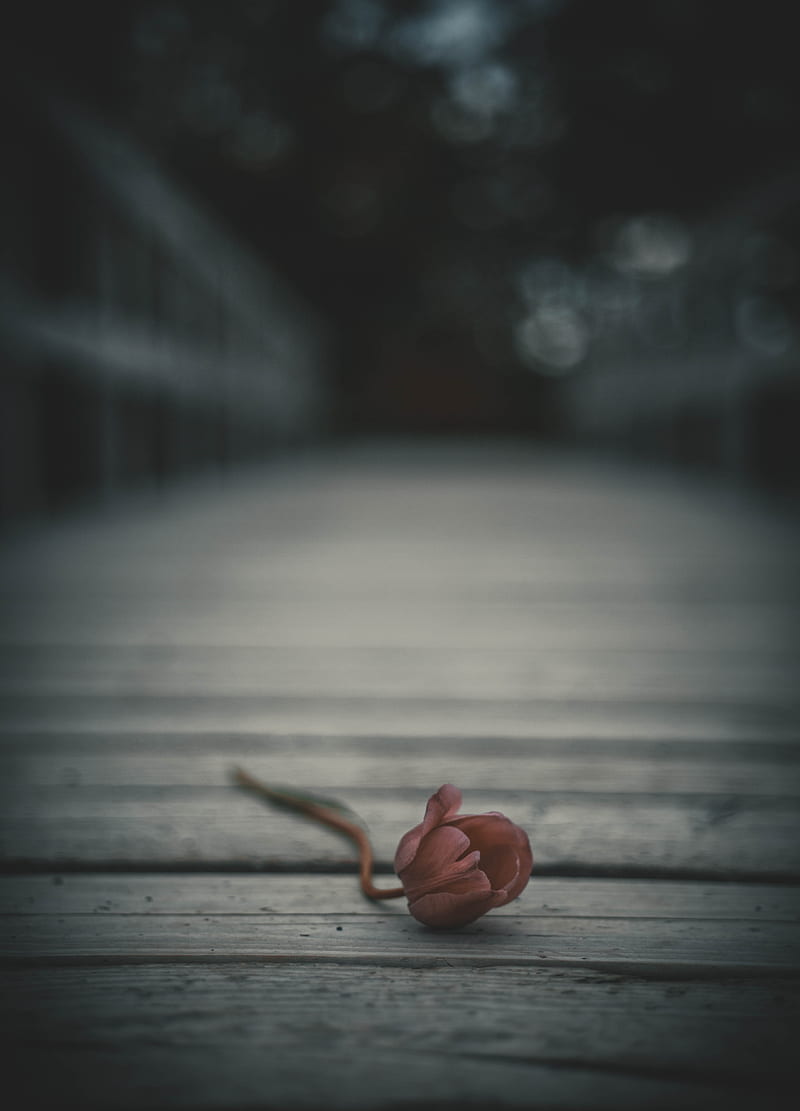 tulip, flower, blur, bud, lonely, HD phone wallpaper