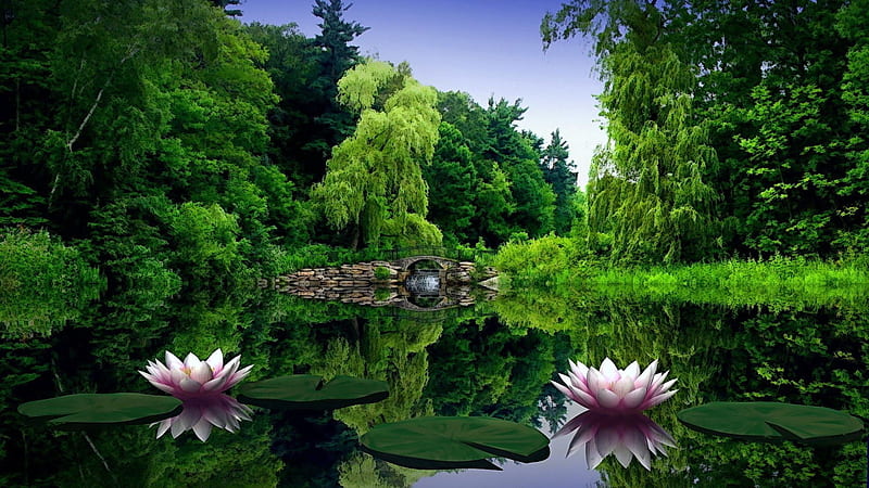 Pink Lily Lotus Flowers Green Leaves On Water Trees Forest Background Flowers, HD wallpaper