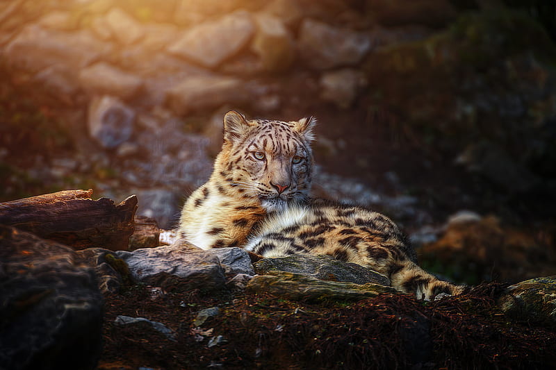 Snow Leopard Wild Animal, snow-leopard, animals, predator, HD wallpaper
