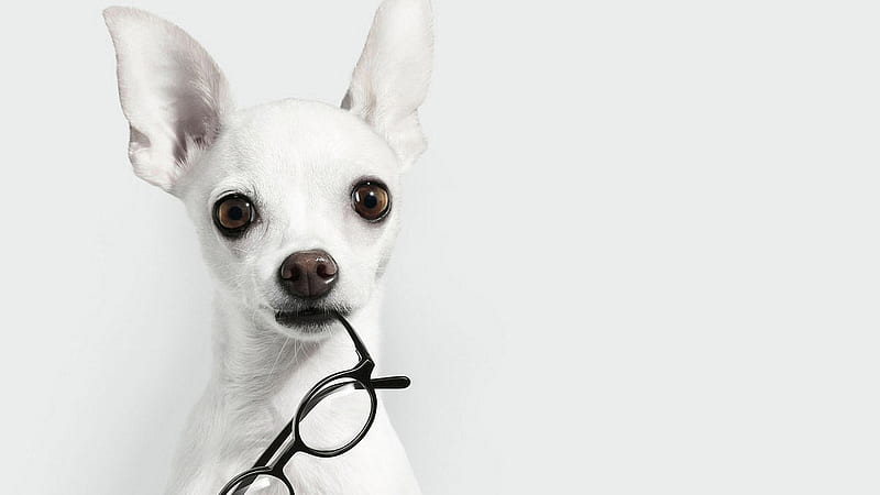 Intellectual Canine, ears, white, spectacles, dog, HD wallpaper