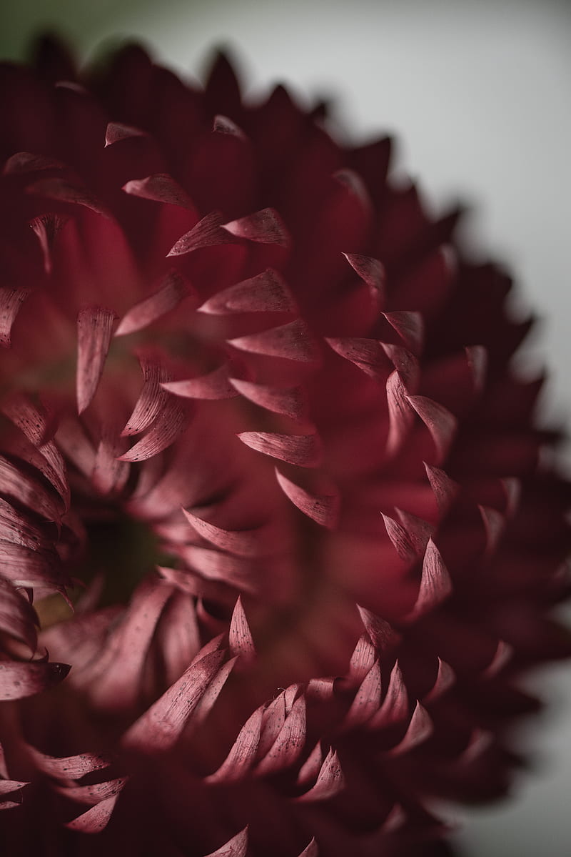 tilt shift lens graphy of red flower petal, HD phone wallpaper