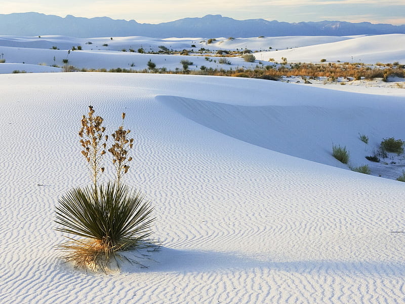 desert,sands,beauty,calm, beauty, desert, calm, sands, HD wallpaper