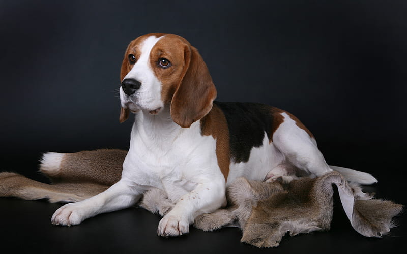 Beagle, domestic dog, British dogs, pets, HD wallpaper