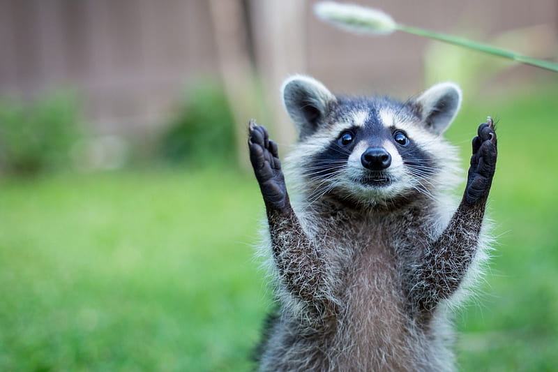 Racoon, paw, claw, animal, HD wallpaper