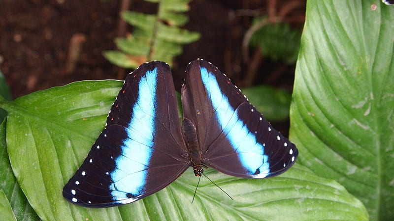 Black-winged butterfly with pale blue stripes, Caterpillars, Scales, Lepidoptera, Larva, HD wallpaper