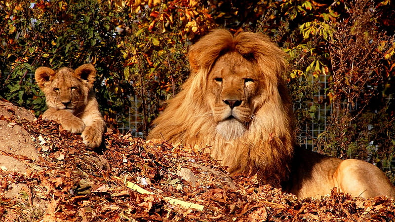 Cub Lion And Lion With Background Of Trees Lion, HD wallpaper
