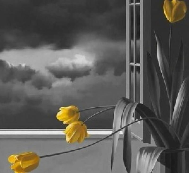 yellow tulips, graphy, black, yellow, tulips, white, sky, HD wallpaper