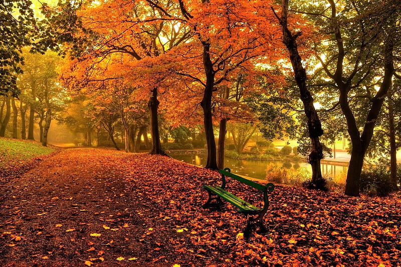 Autumn-Park, tree, Park, Autumn, Nature, HD wallpaper | Peakpx