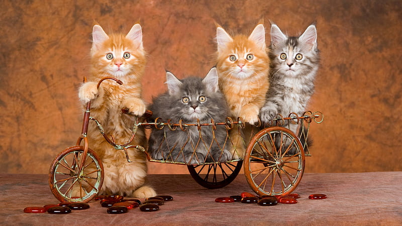 Cats, Cat, Baby Animal, Kitten, Pet, HD wallpaper