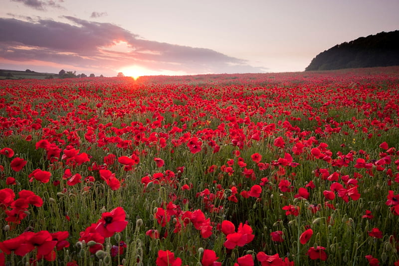 Field of poppies, red, wonderful, sun, poppies, bonito, sunset, trees, sky,  clouds, HD wallpaper | Peakpx