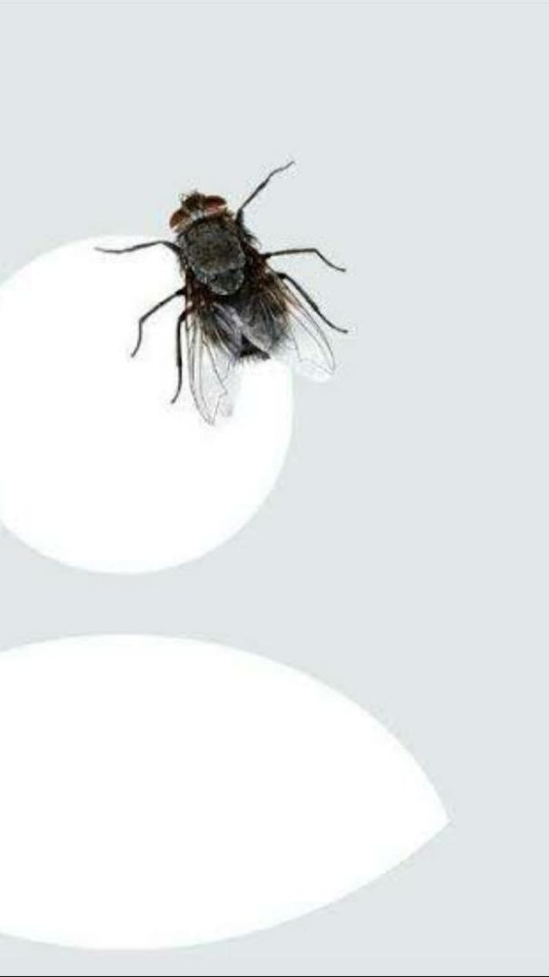 House Fly - Fake DP , house fly, HD phone wallpaper