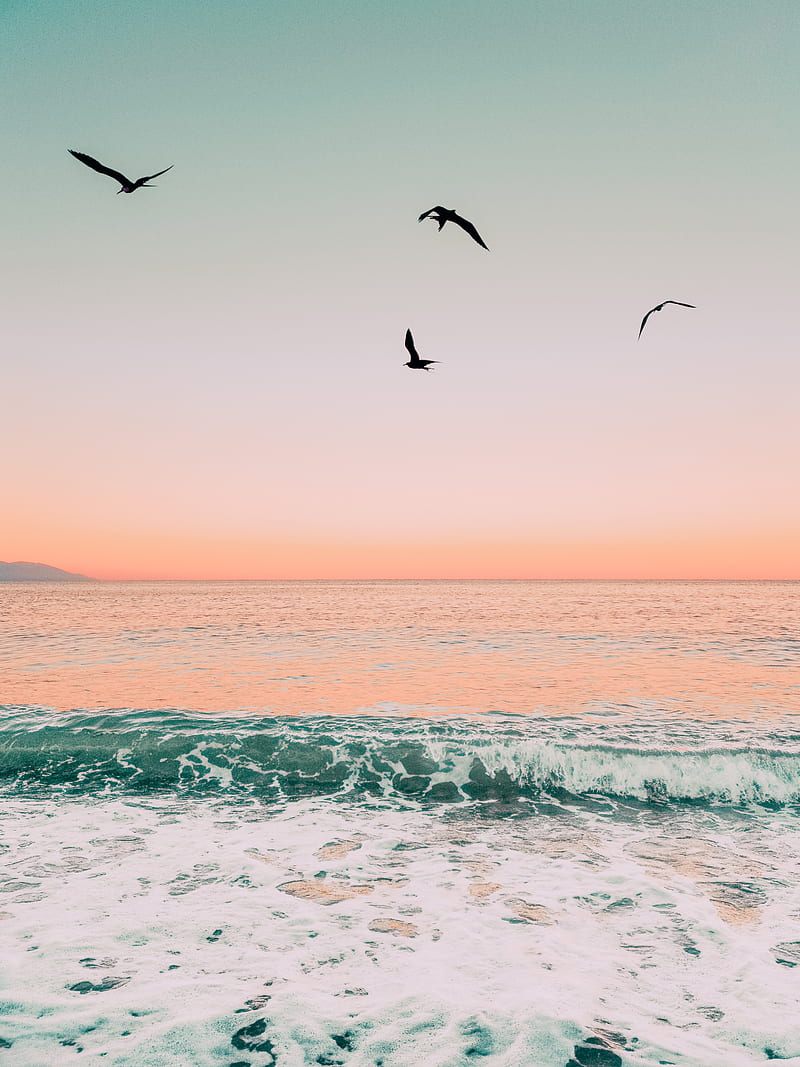 birds, sea, waves, foam, sunset, HD phone wallpaper