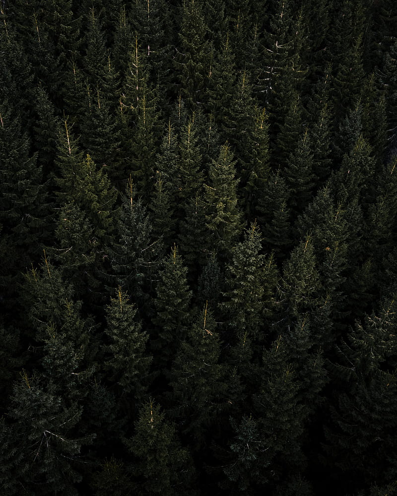 forest, aerial view, pines, trees, needles, HD phone wallpaper