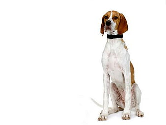 pointer, HD wallpaper