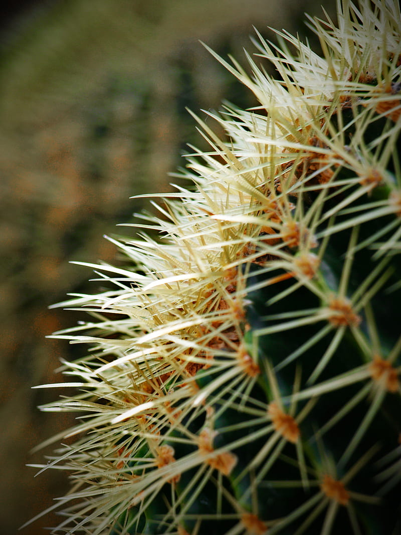 cactus, spines, plant, macro, HD phone wallpaper