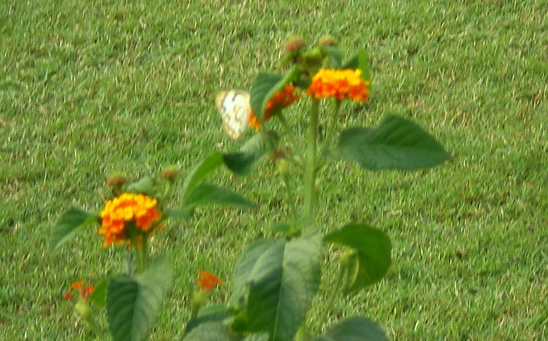 Lantana and butterfly, flowers, lantana, nature, HD wallpaper