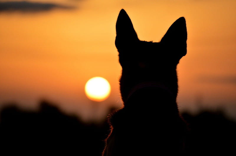 Sunset and german shepherd, pretty, playful dog, playful, bonito, sweet, dog face, german shepherd, puppies, bubbles, beauty, face, animals, puppy, lovely, pay, cute, dogs, HD wallpaper